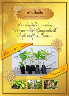 สาละอินเดีย