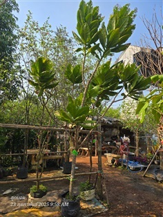 จิกทะเล3" | สวนป้านิตย์ ปราจีนบุรี - เมืองปราจีนบุรี ปราจีนบุรี