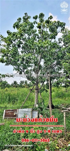 vายต้นมะม่วงแก้วขมิ้น ลำต้น 9 นิ้ว สูง 7-8 เมตร