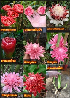 หน่อ ต้น ดาหลา ต้นดาหลา ดาหลากลีบดอกบัว ดาหลาถ้วย | Shopping by lewat - เมืองมหาสารคาม มหาสารคาม