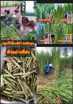 ท่อนพันธุ์หญ้า เนเปียร์ปากช่อง นรกจักรพรรดิ์ ท้ายเ | Shopping by lewat - เมืองมหาสารคาม มหาสารคาม