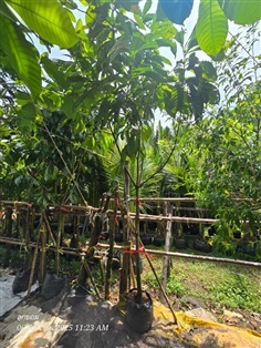บัวสวรรค์2" | สวนป้านิตย์ ปราจีนบุรี - เมืองปราจีนบุรี ปราจีนบุรี