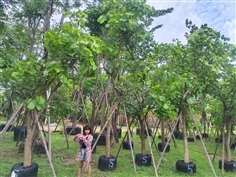 ขายต้นทองกวาว ขนาด 4 นิ้ว 5 นิ้ว 6 นิ้ว | วุฒิไม้ล้อม - แก่งคอย สระบุรี