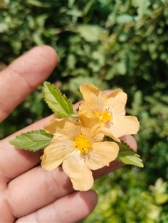 #หญ้าขัดดาย Sida spinosa  