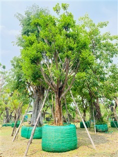 มั่งมี