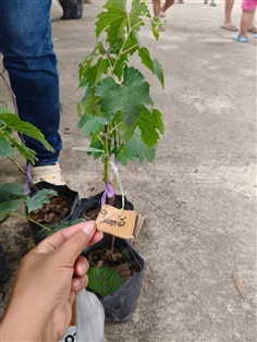 องุ่น