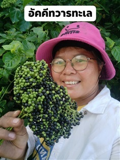 อัคคีทวารทะเล ช้าเลือด ขายเมล็ดพันธุ์สำหรับเพาะ