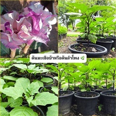ต้นมะเขือบ้า / ต้นลำโพง
