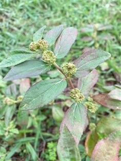 ต้นน้ำนมราชสีห์ Garden Spurge