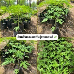 ต้นกล้ามะละกอพันธุ์ฮอลแลนด์ Papaya, Melan Tree