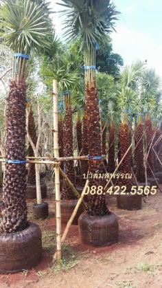 Wax Palm