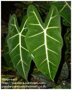 Alocasia Frydek (กำมะหยี่)