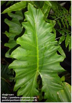 Alocasia Portora