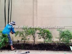 เดอะ ซิกเนเจอร์ เรสซิเดนซ์ คอนโดมิเนียม