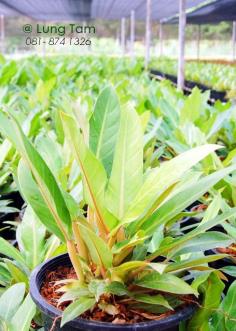 เศรษฐีมีทรัพย์(Philodendron/ฟิโลเดนดรอน) | ลุงแถม ไม้มงคล - บางใหญ่ นนทบุรี