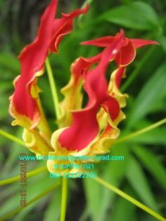 ดองดึง Gloriosa Superba (จำหน่ายเป็นหัว) | สวนศรีชาวนา - เมืองปราจีนบุรี ปราจีนบุรี