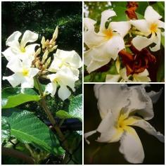 โมกหอม Chonemorpha fragrans