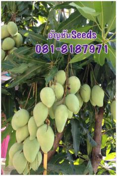 มะม่วงพวง พันธุ์แม่ลูกดก | อัญชัน seeds - สวนหลวง กรุงเทพมหานคร