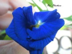 ดอกอัญชัญซ้อนสีน้ำเงิน