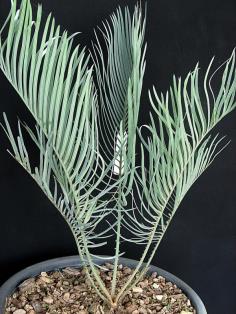 Cycas angulata "ไม้คุณภาพ"