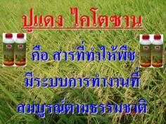 ขายปูแดงไคโตซาน สำหรับพืช | สตาร์ซันไซน์ - เมืองกาญจนบุรี กาญจนบุรี