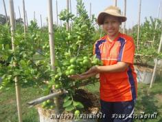 ต้นมะนาวแป้นพิจิตร1 | สวนมะนาวเมืองศรี จ.ศรีสะเกษ - วังหิน ศรีสะเกษ