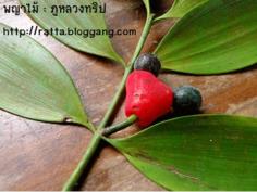 พญาไม้