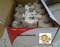 ชุดทดลอง mushroom kit | มัชรูมซิตี้ฟาร์ม - บางนา กรุงเทพมหานคร
