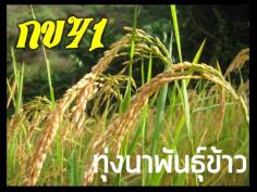 ข้าวปลูกพันธุ์ กข41 | ร้านทุ่งนาพันธุ์ข้าว - หนองฉาง อุทัยธานี