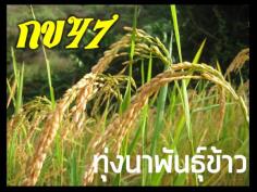 ข้าวปลูกพันธุ์47