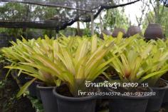 สับปะรดสี (Bromeliads) |  สวนบ้านกนิษฐา คลอง 15 - องครักษ์ นครนายก