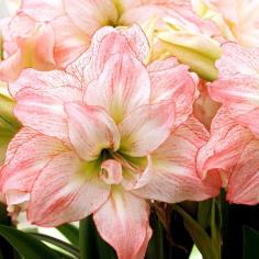 ว่านสี่ทิศ Aphrodite Amaryllis