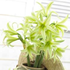 ว่านสี่ทิศ Evergreen Amaryllis