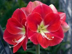 ว่านสี่ทิศ Monaco Amaryllis