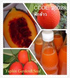 เมล็ดฟักข้าว | Yuphin Garden&Seed - กระทุ่มแบน สมุทรสาคร