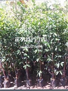 มะดันเกษตร | สวนปราณีพันธุ์ไม้ - เมืองปราจีนบุรี ปราจีนบุรี
