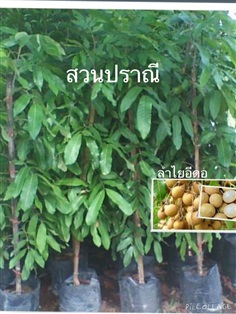 ลำไยอีดอเสียบยอด   สูง1.50ม.