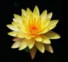 Yellow Waterlily บัวสีเหลือง