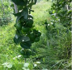 ผลมะนาวที่ต้น | สวนมะนาว (Lime Orchard) - นาทม นครพนม