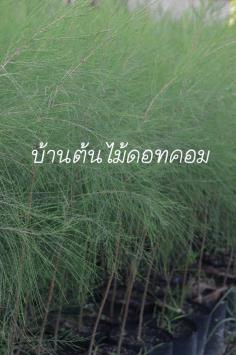 สน | สวนบ้านต้นไม้ - องครักษ์ นครนายก