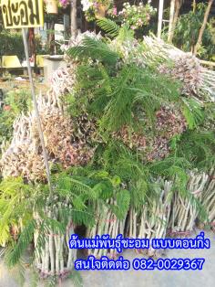ขายต้นแม่พันธุ์ชะอม แบบตอนกิ่งมัดละ50ต้น | สวนสมชายพันธุ์มะม่วง - พระพุทธบาท สระบุรี