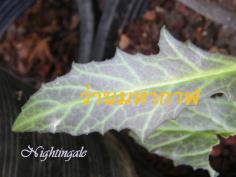 ว่านมหากาฬ  Gynura pseudochina DC. Var.hispida Thv.