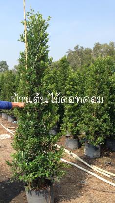 ไทรเกาหลี สูง2.0-2.2ม. รารคาถูก