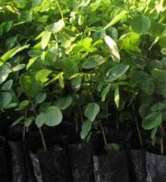 ต้นพะยูง  พยุง  พยูง | สวนดำเนิน - ดำเนินสะดวก ราชบุรี