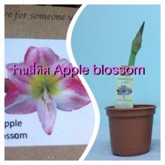 หัวว่านสี่ทิศ พันธ์ุฮอลแลนด์  Apple Blossom | สวนในฝัน - เมืองเชียงใหม่ เชียงใหม่