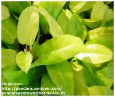 Philodendron Gold