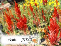 สร้อยไก่  | Jida Flower - เมืองเชียงใหม่ เชียงใหม่
