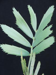Encephalartos nubimontanus seedling