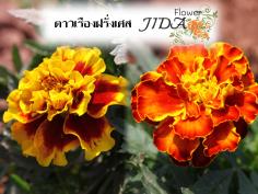 ดาวเรืองฝรั่งเศส สีเหลืองไส้แดง | Jida Flower - เมืองเชียงใหม่ เชียงใหม่