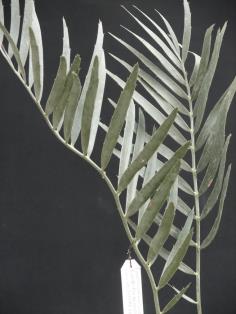 Encephalartos nubimontanus "prevalent"